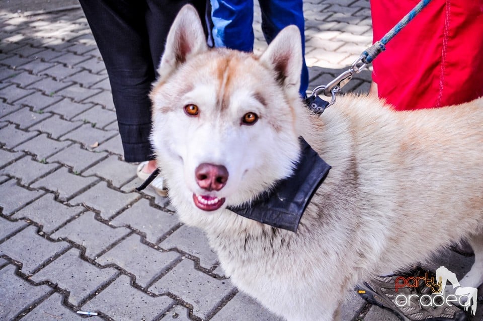 Expozitie canina, Oradea