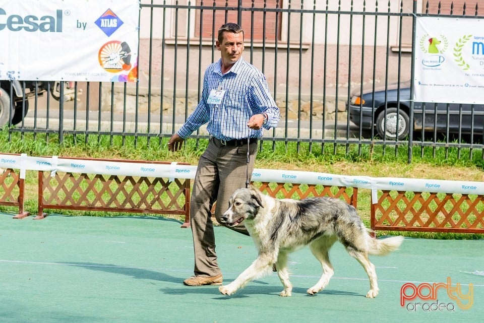 Expoziţie de frumuesţe canină, Oradea