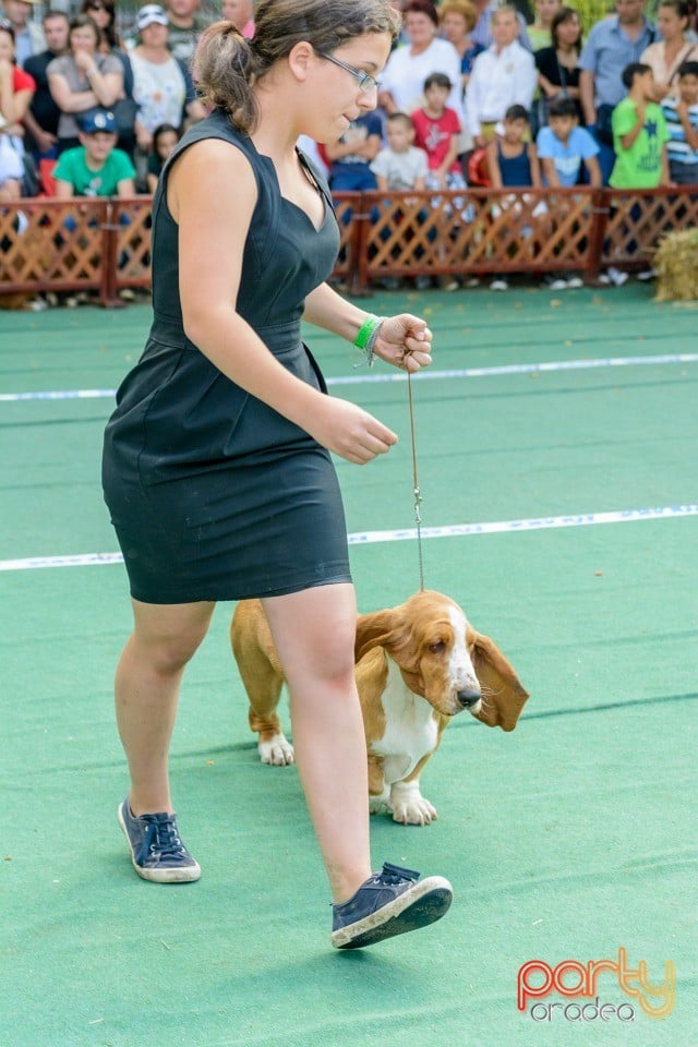 Expoziţie canină, Oradea